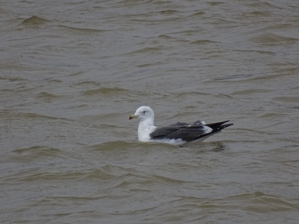 Lesser Black-backed Gull - Josu Meléndez Arteaga