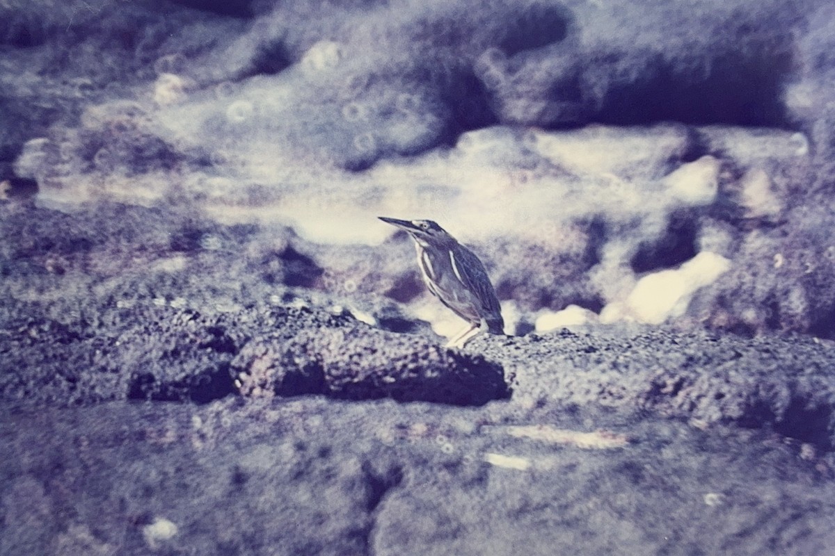 Striated Heron - Raymond Nojek