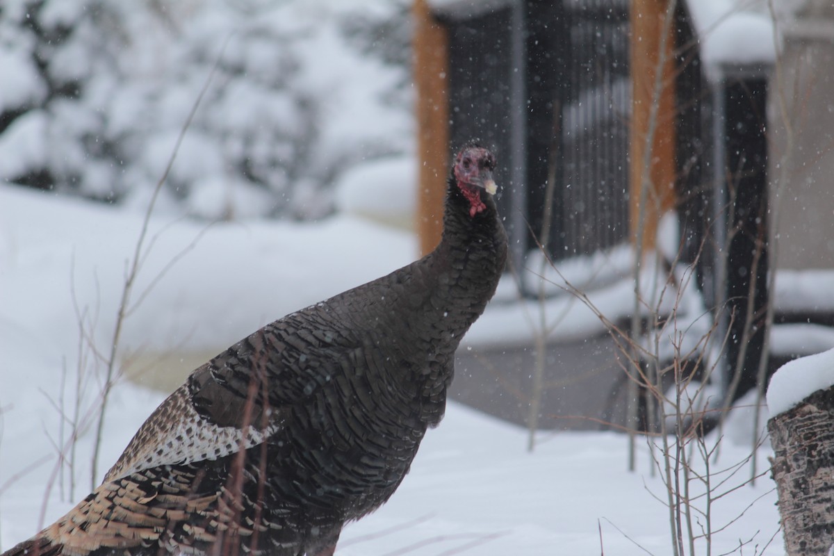 Wild Turkey - ML615640387