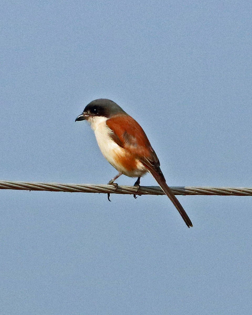 Burmese Shrike - Robert Polkinghorn