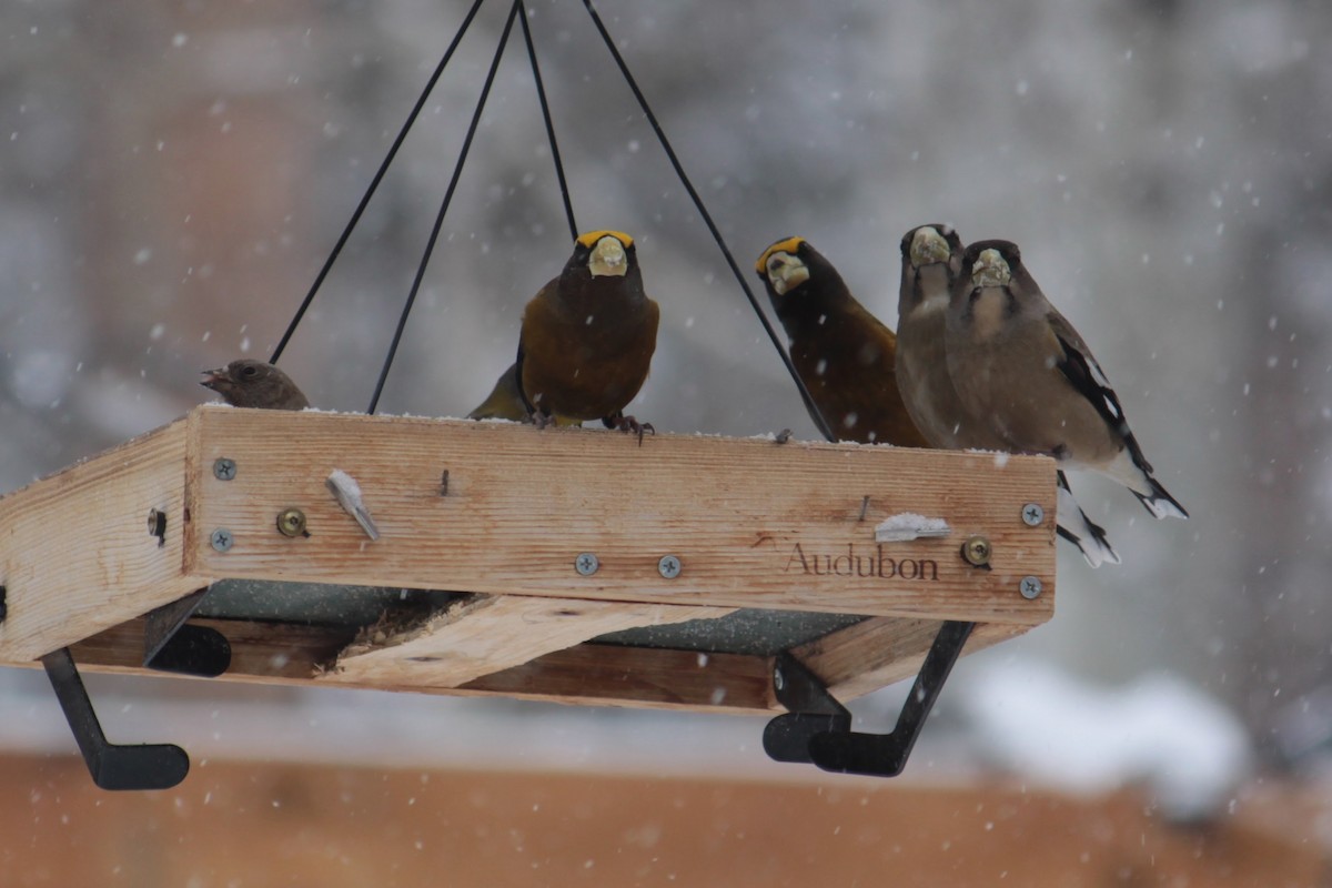 Evening Grosbeak - Neil Brown