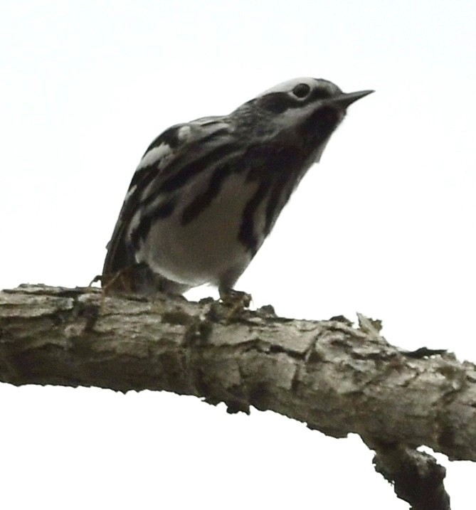 Black-and-white Warbler - ML615640444