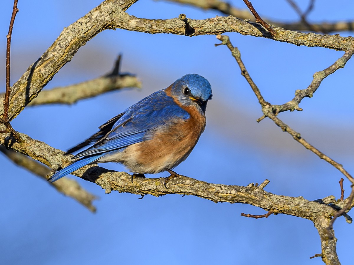 Eastern Bluebird - ML615640481