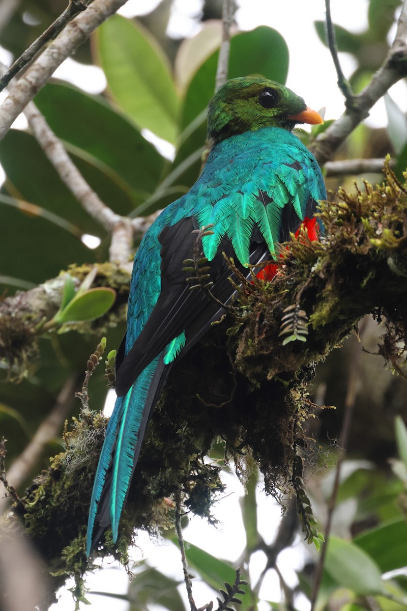 Quetzal Cabecidorado - ML615640485