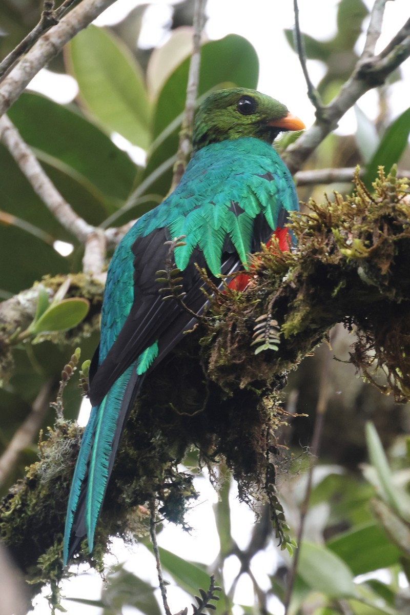 Golden-headed Quetzal - Manuel Roncal