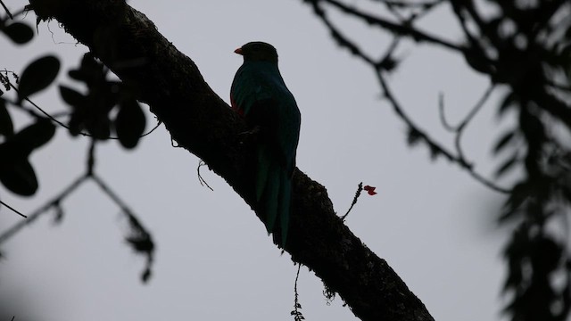 Golden-headed Quetzal - ML615640493