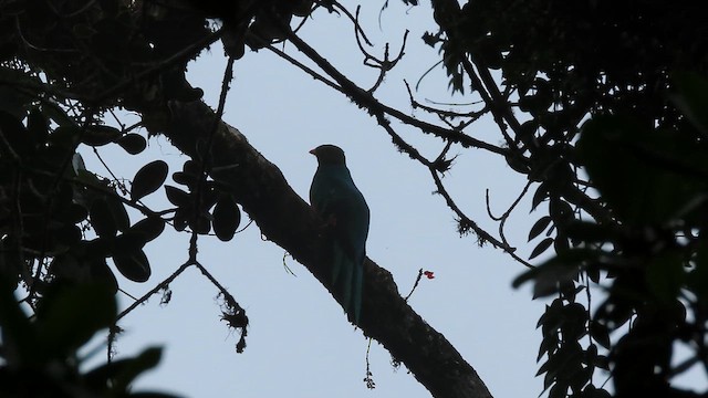 Golden-headed Quetzal - ML615640496