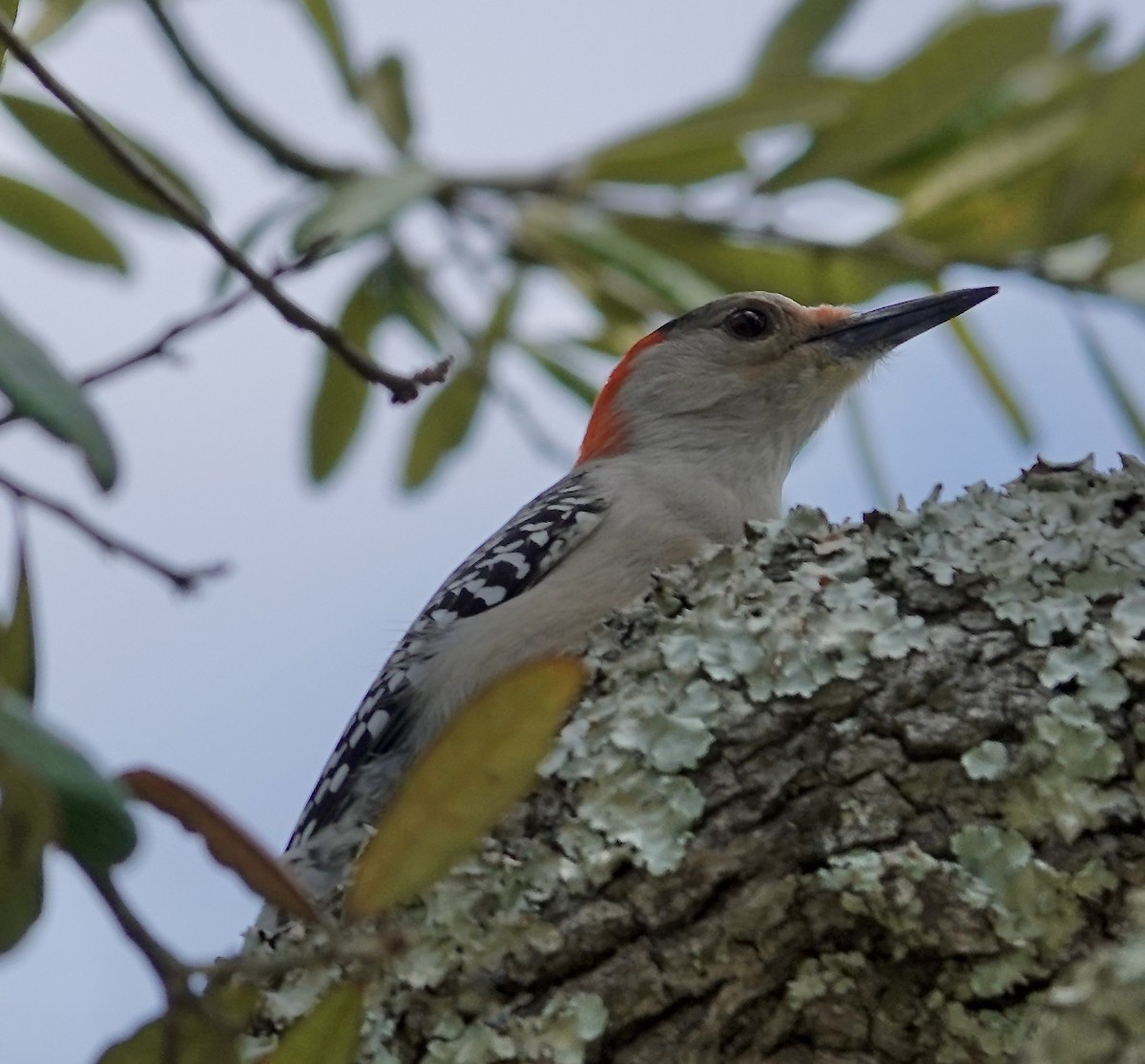 Red-bellied Woodpecker - Gail Glasgow