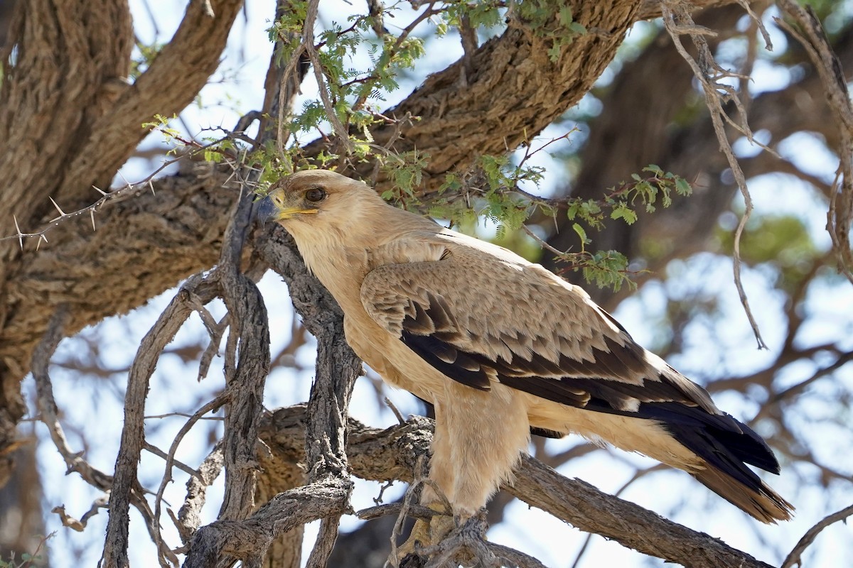 Tawny Eagle - ML615640500