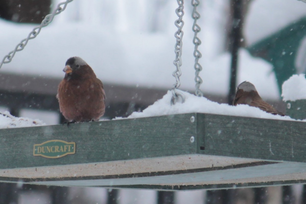 Gray-crowned Rosy-Finch - ML615640525