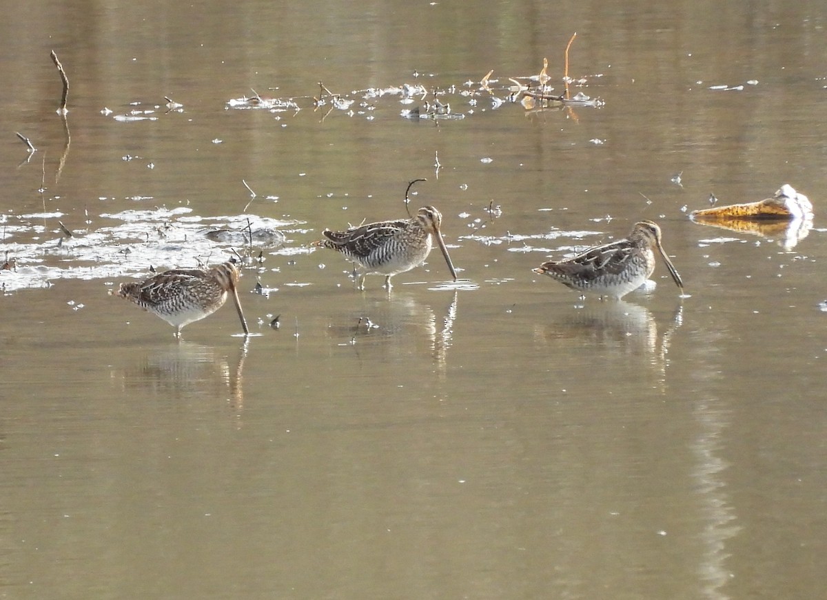 Wilson's Snipe - ML615640546