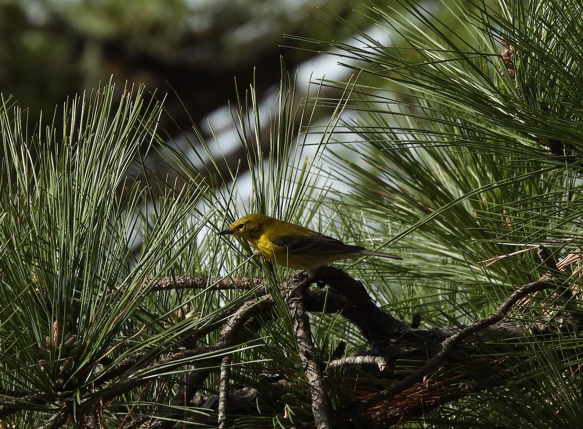 Pine Warbler - ML615640555