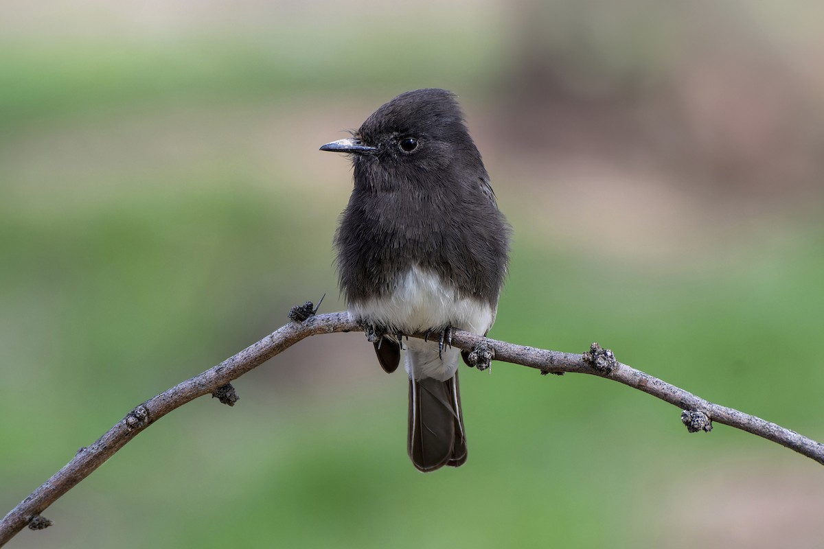 Black Phoebe - Jeff Maw