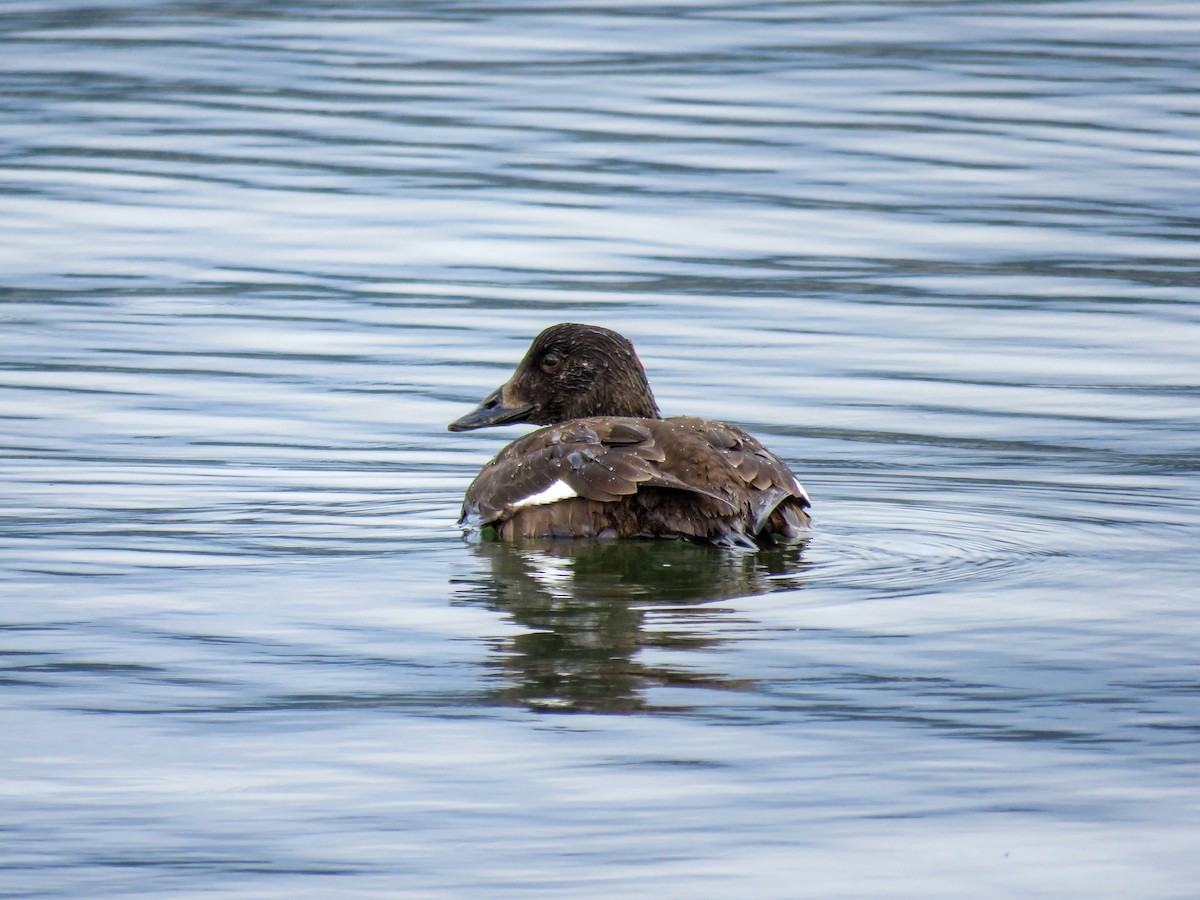 White-winged Scoter - Annika Andersson