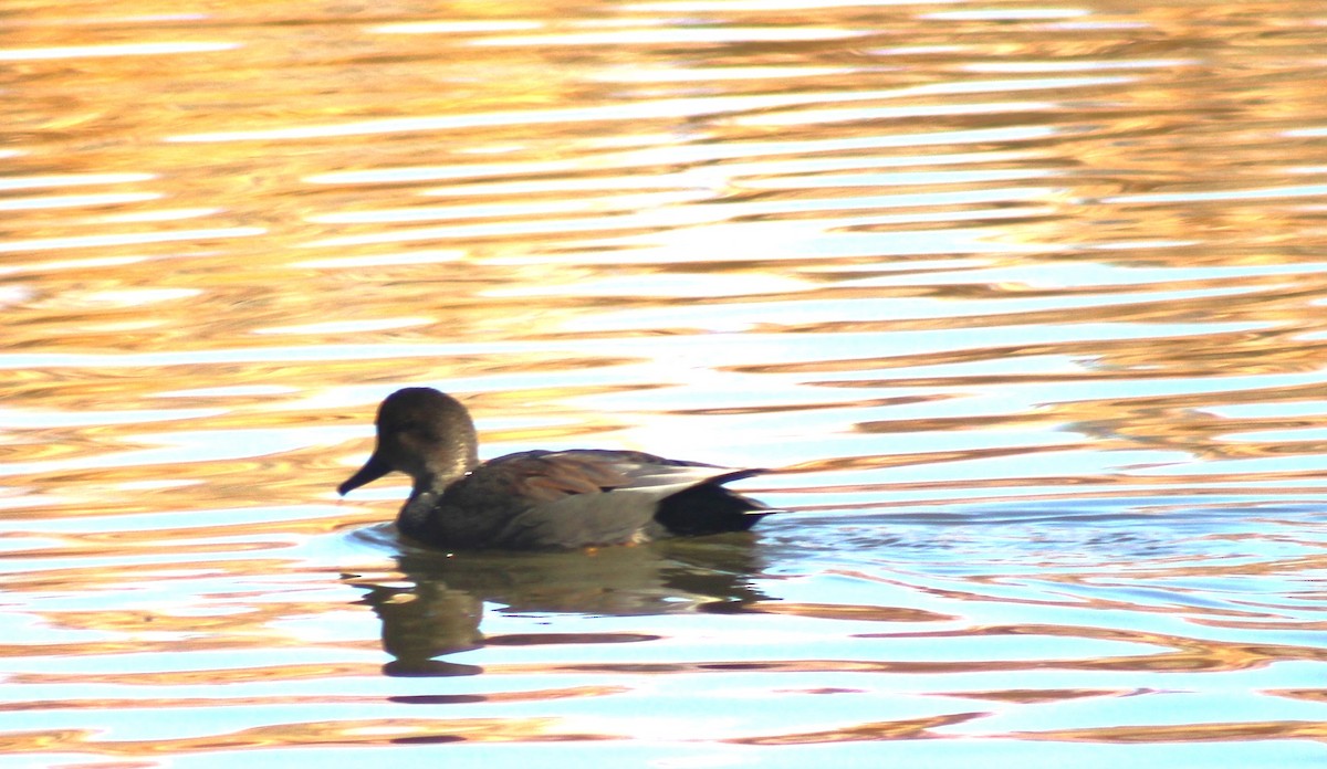 American Wigeon - ML615640595