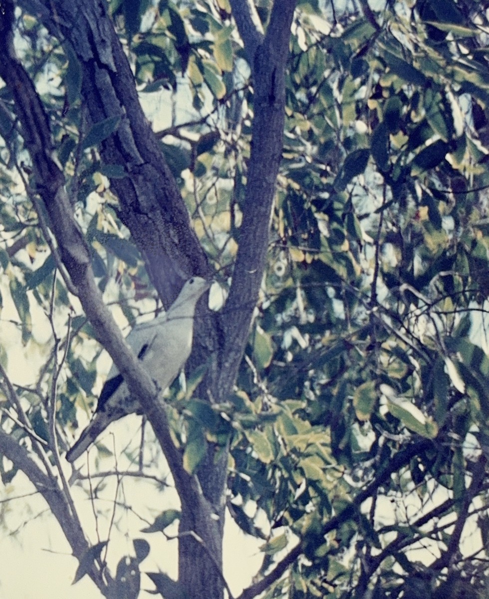 Torresian Imperial-Pigeon - ML615640606