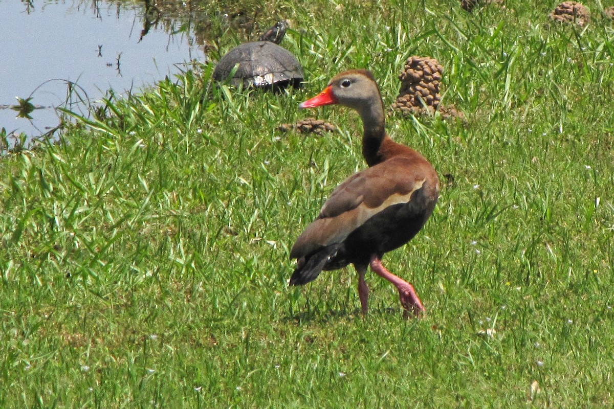 Black-bellied Whistling-Duck - Florence King