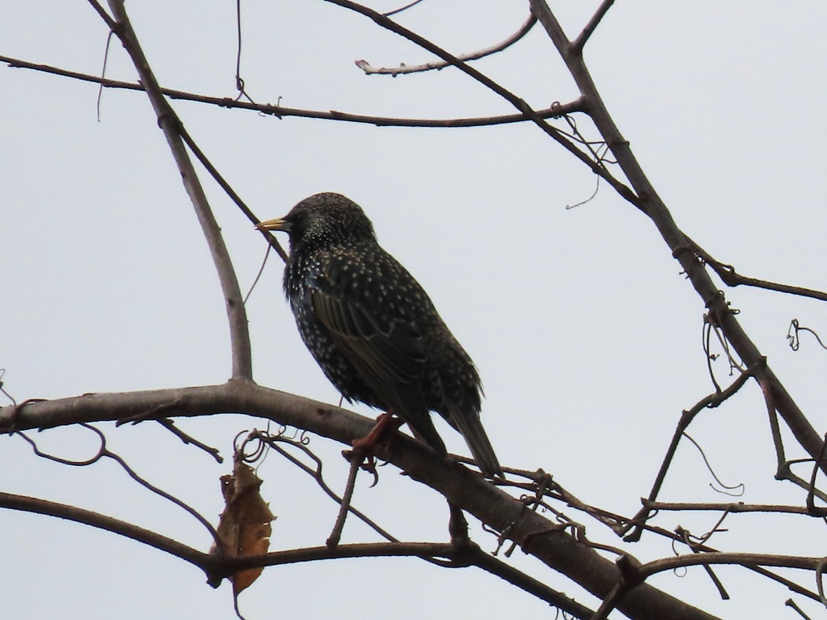 European Starling - ML615640727