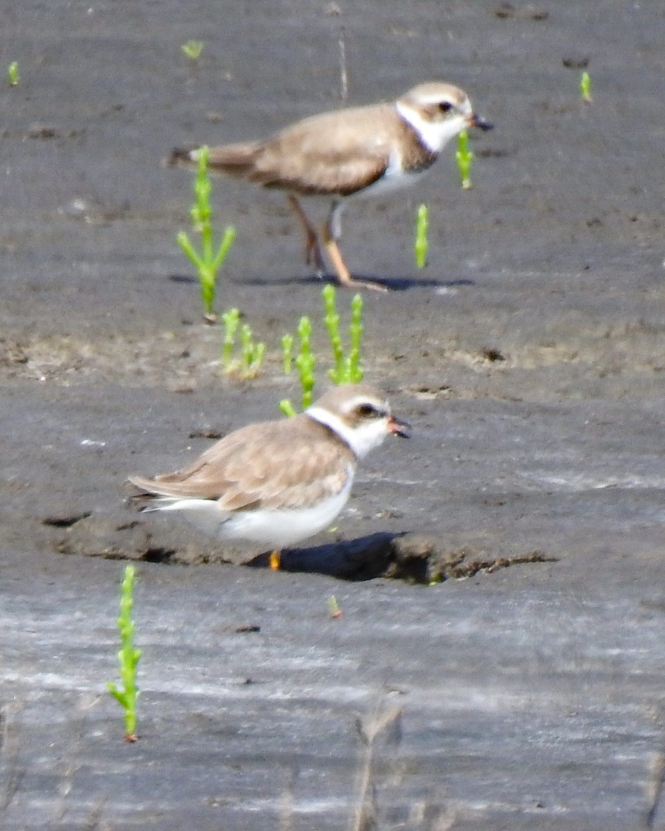 Semipalmated Plover - ML615640733