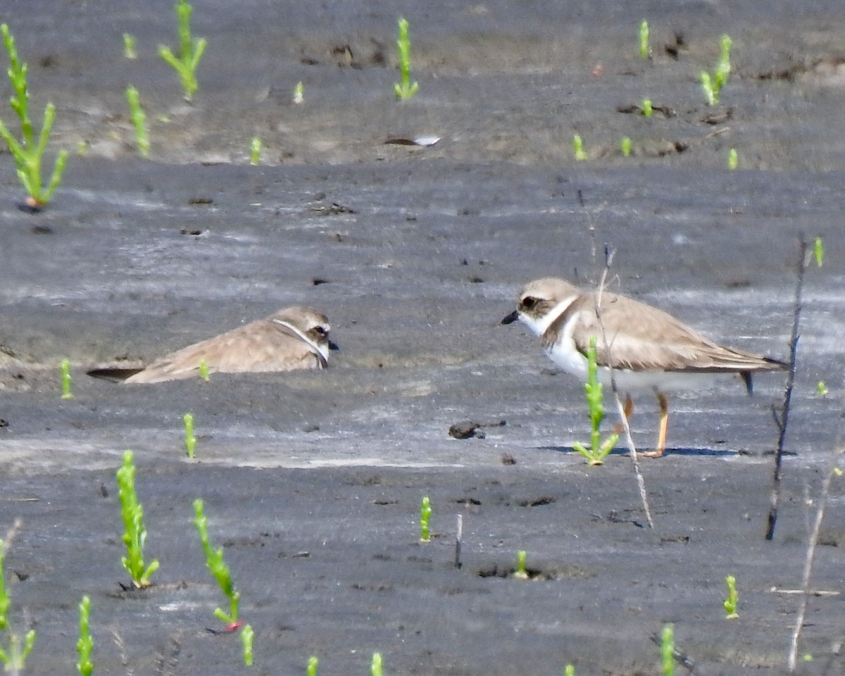 Semipalmated Plover - ML615640734