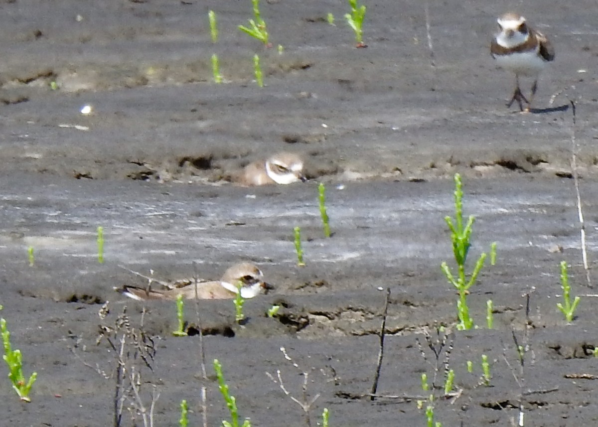 Semipalmated Plover - ML615640735