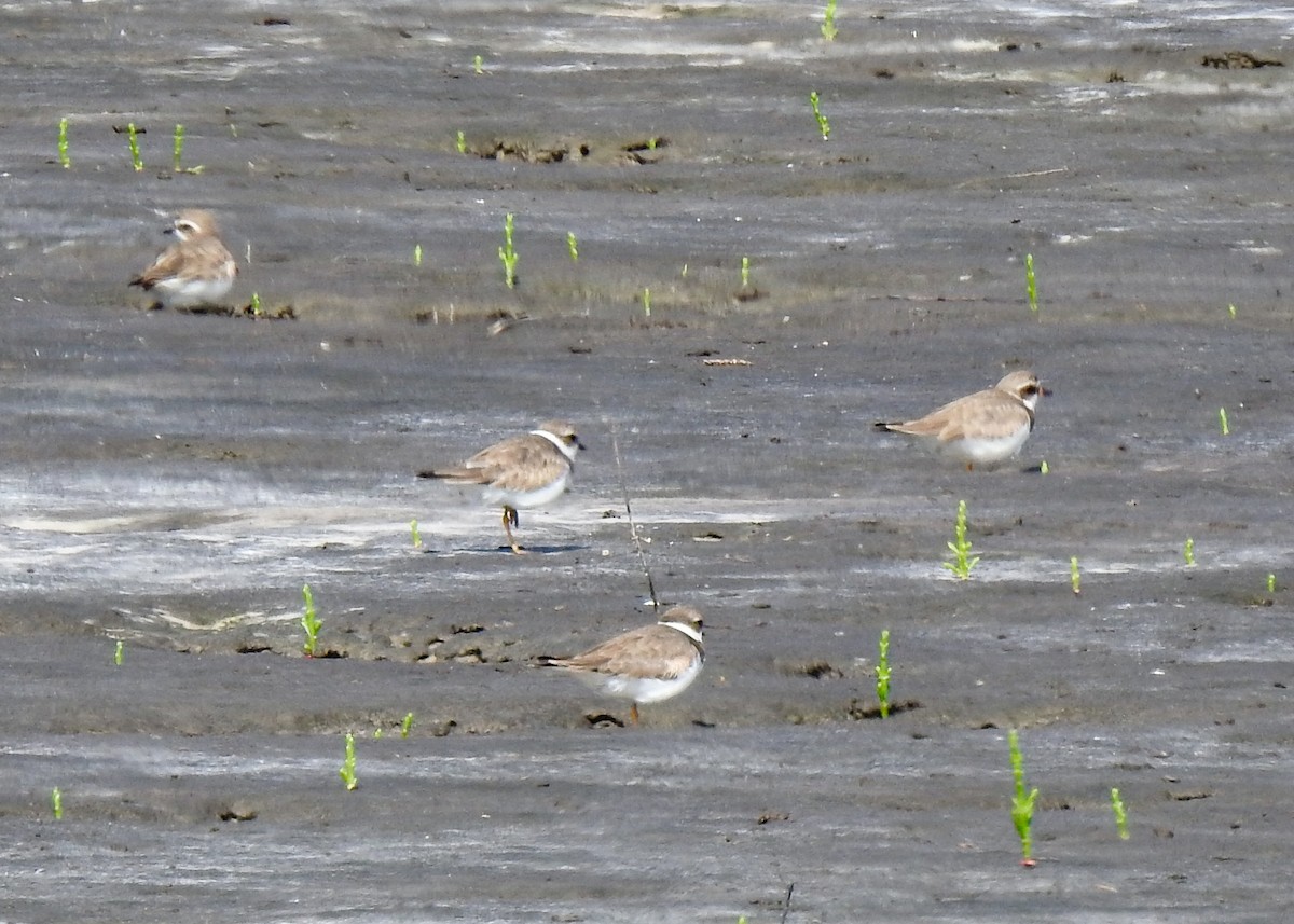 Semipalmated Plover - ML615640736