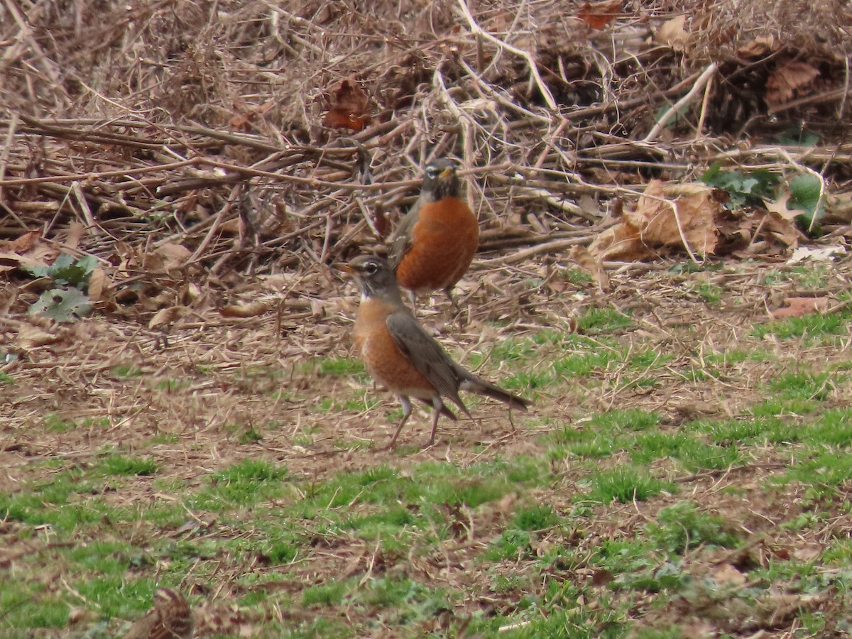 American Robin - ML615640742