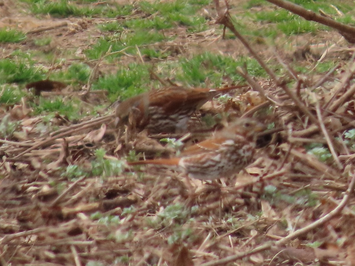 Fox Sparrow - ML615640747