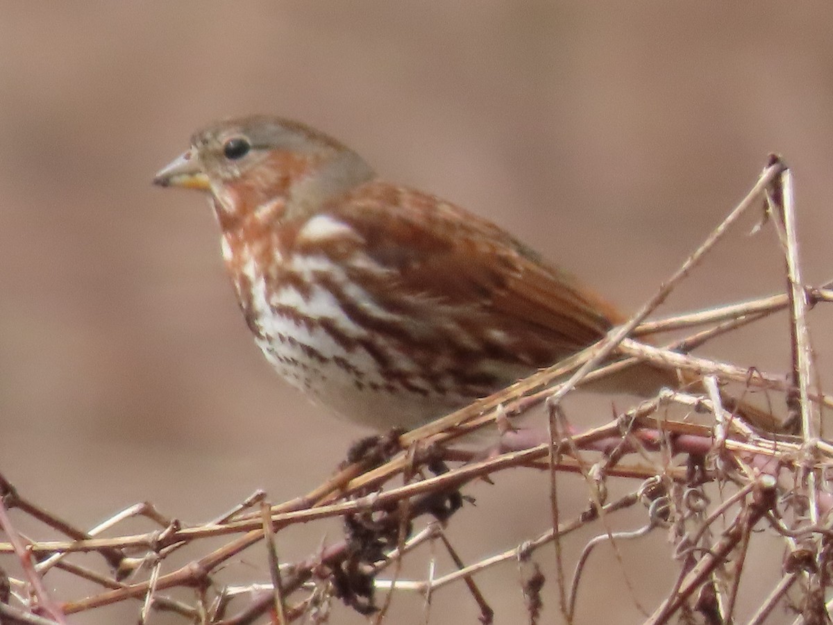 Fox Sparrow - ML615640748