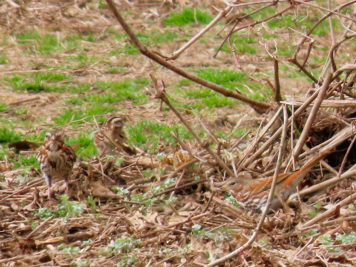 Fox Sparrow - ML615640749