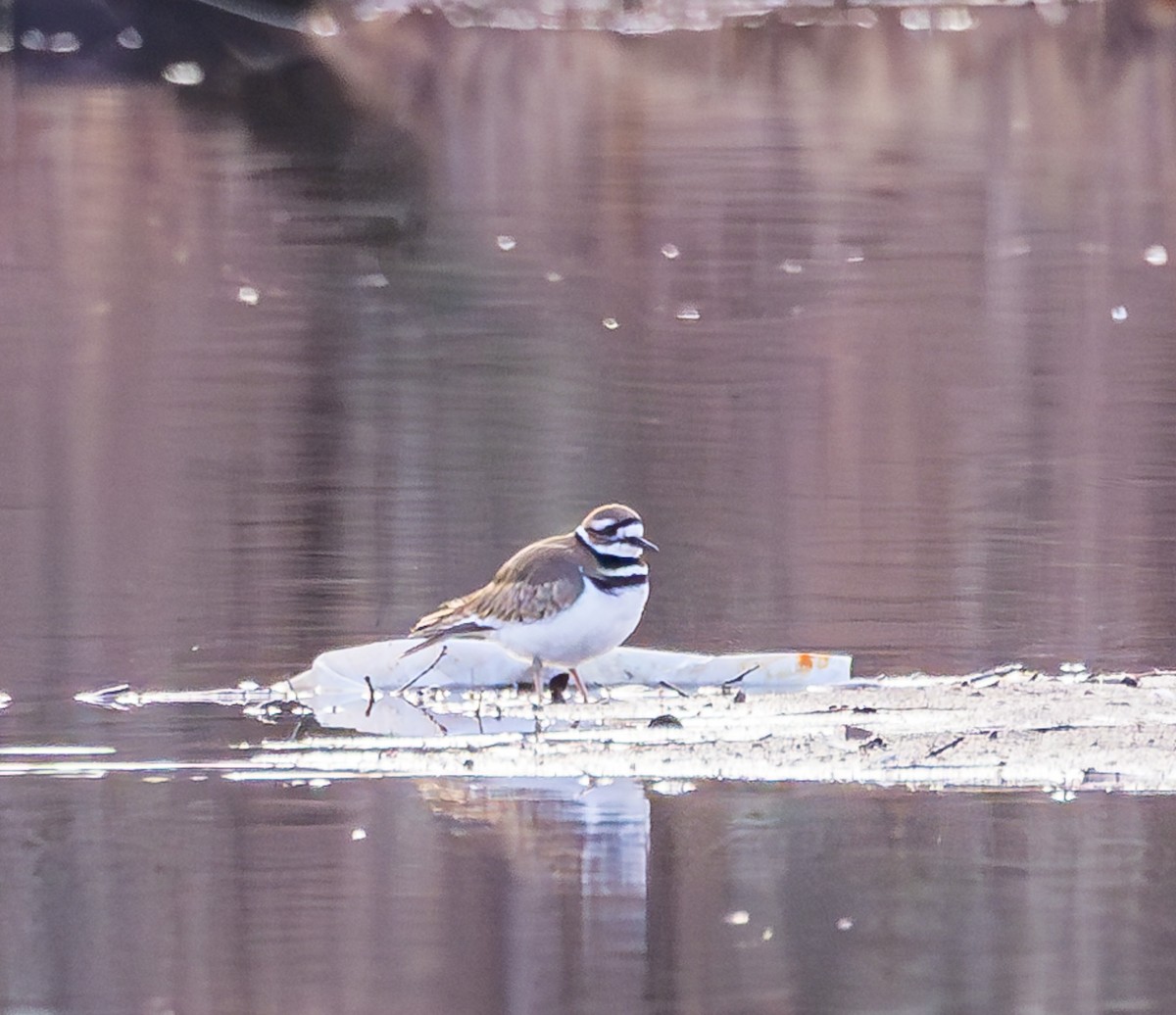 Killdeer - ML615640750