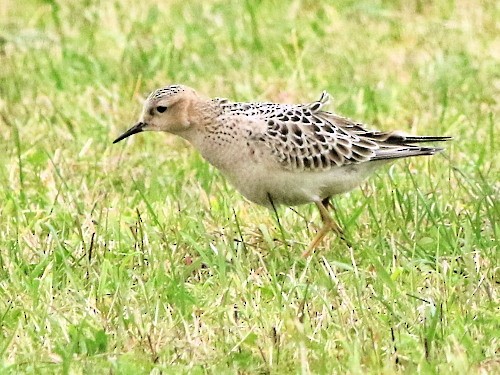 Buff-breasted Sandpiper - David Cooper