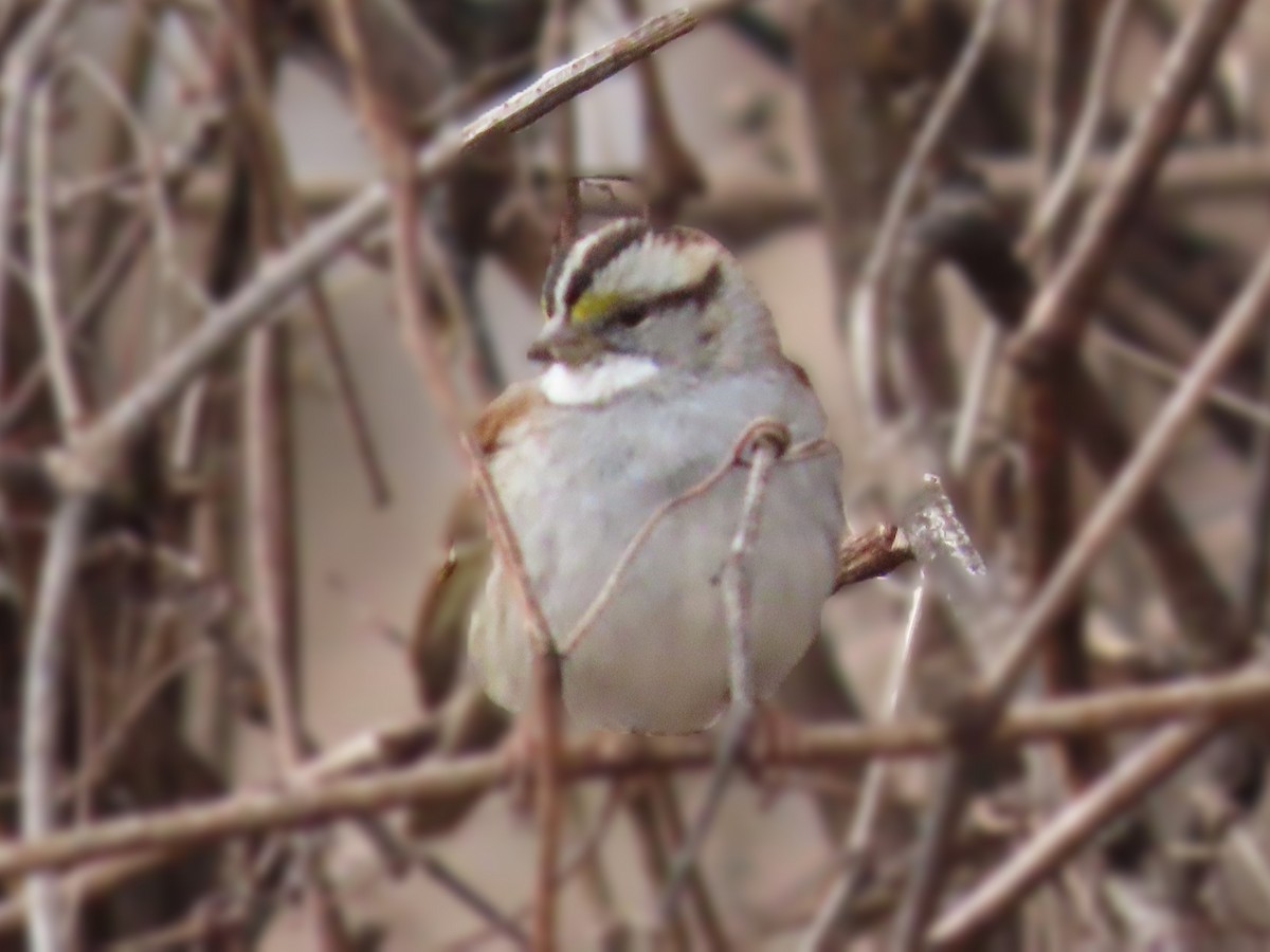 White-throated Sparrow - ML615640767