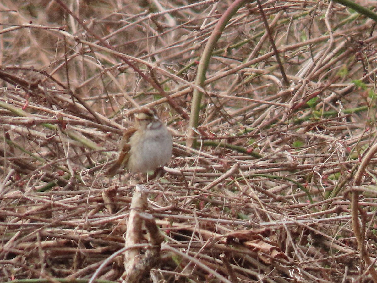 White-throated Sparrow - ML615640768