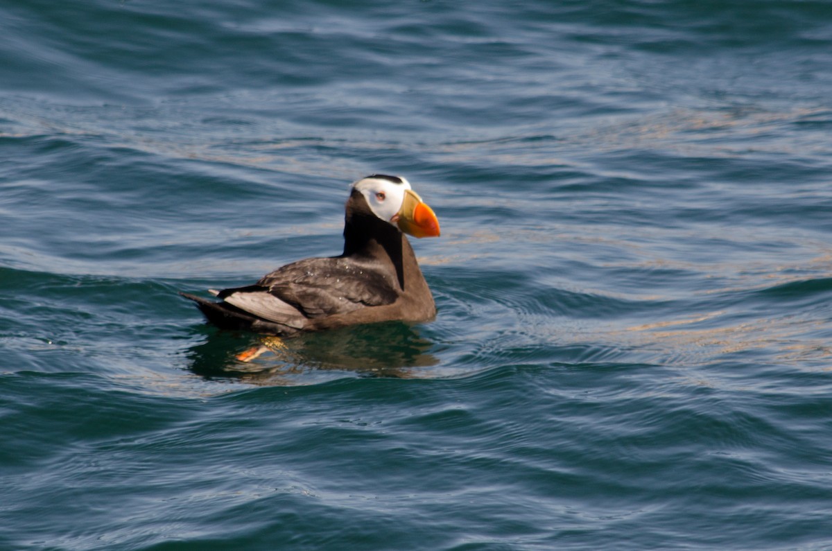 Tufted Puffin - Frank Fogarty