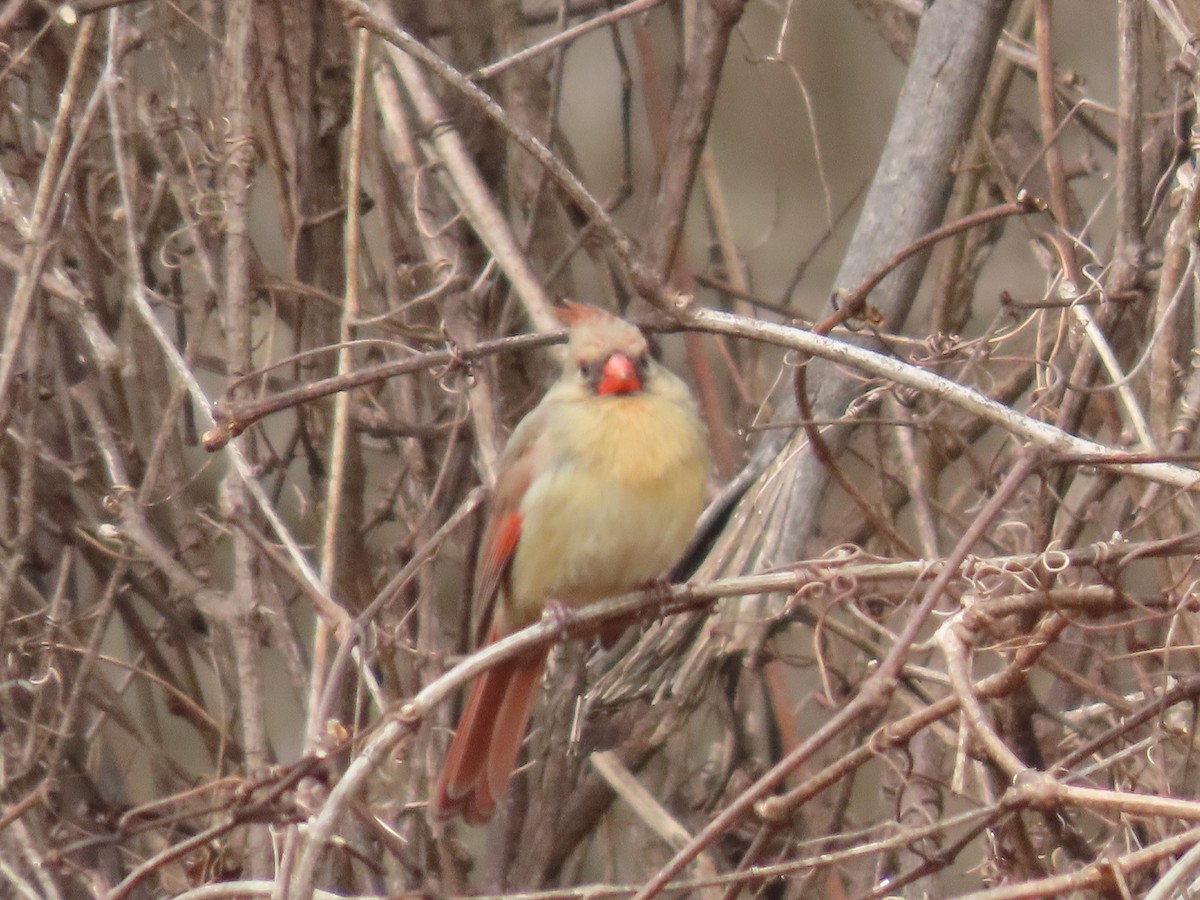 Northern Cardinal - ML615640774