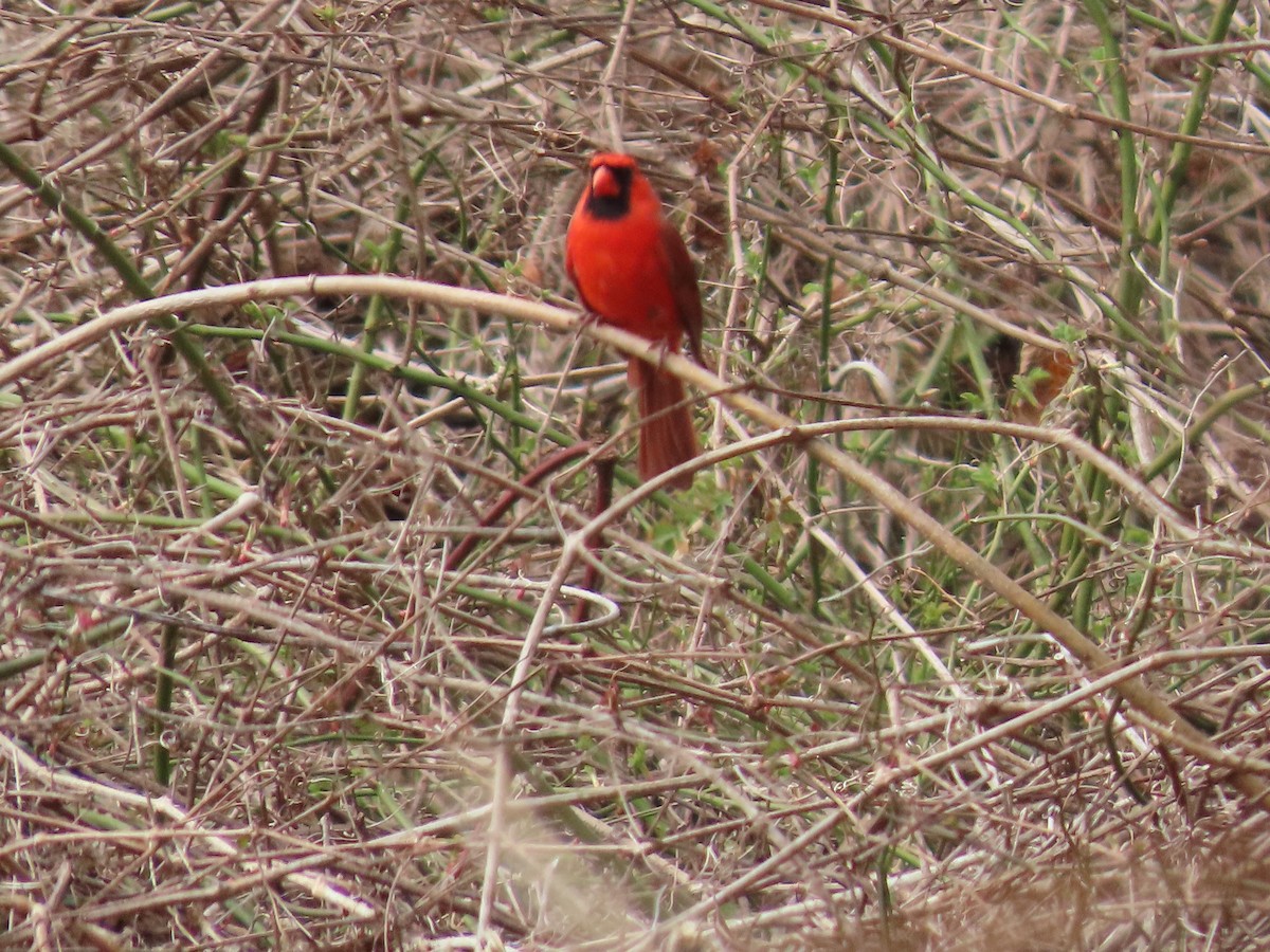 Northern Cardinal - ML615640775