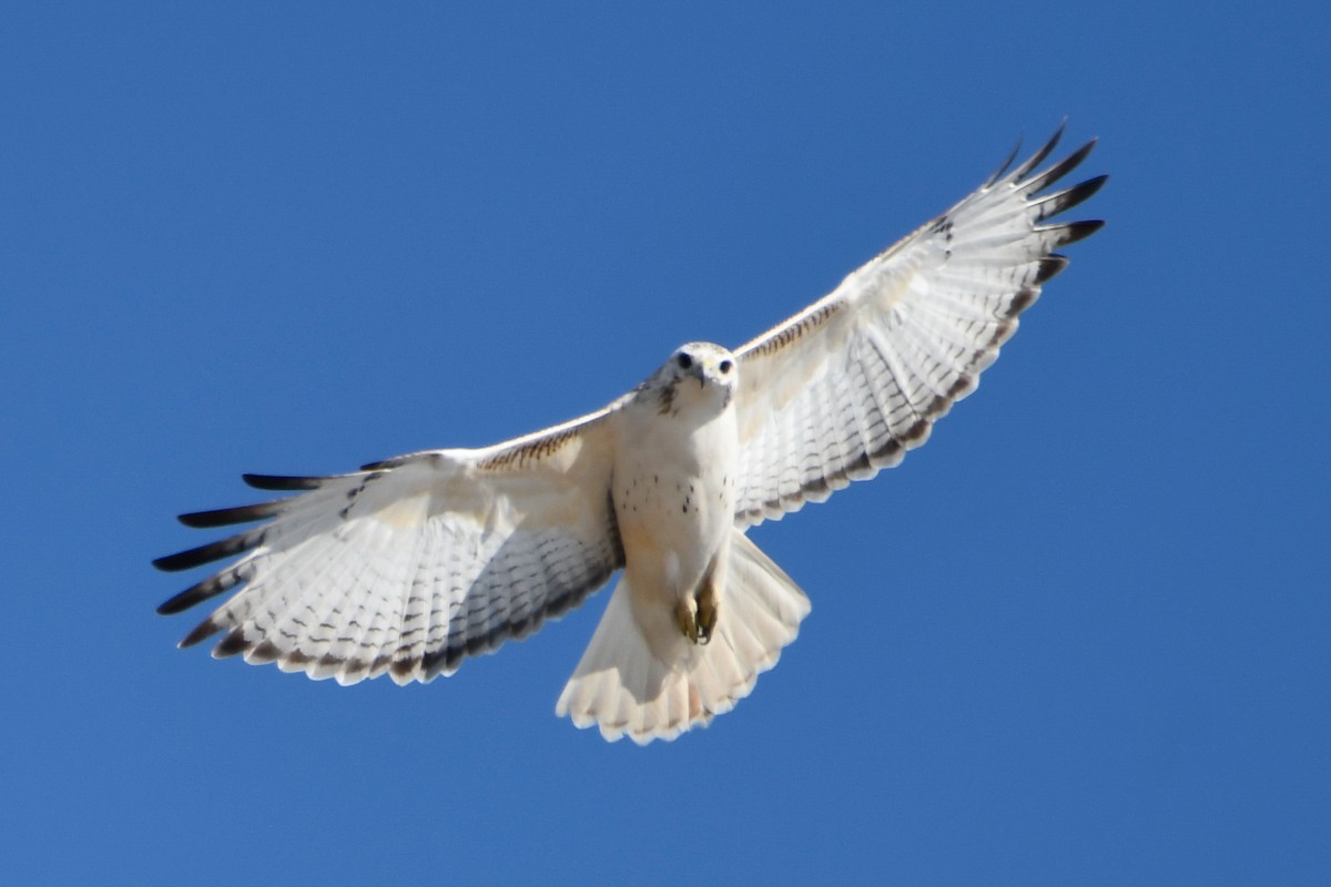 Red-tailed Hawk (Krider's) - ML615640798