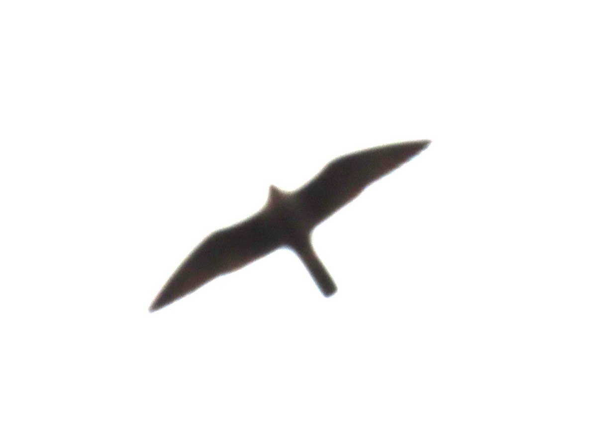 Peregrine Falcon - ML615640811
