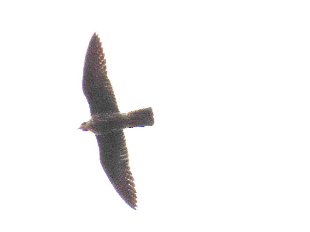 Peregrine Falcon - ML615640812