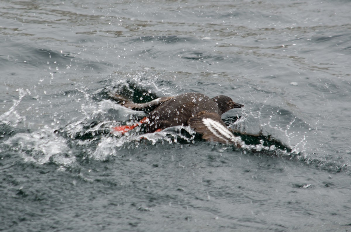 Pigeon Guillemot - ML615640813