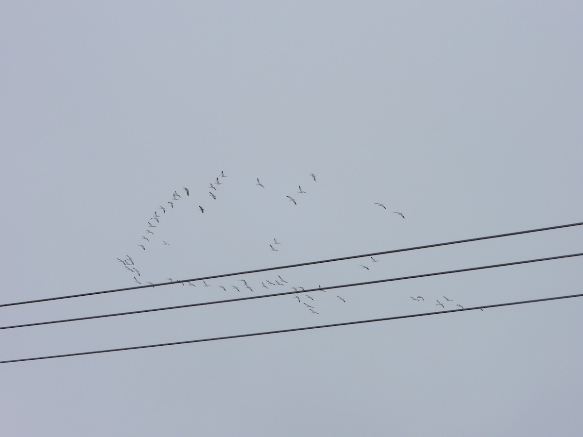 Цасны галуу - ML615640856