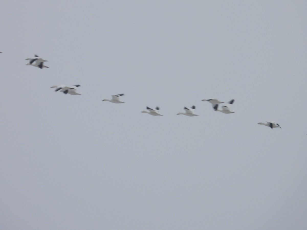 Цасны галуу - ML615640857