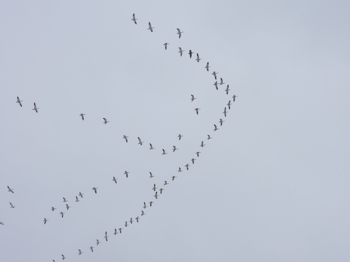 Elur-antzara - ML615640858