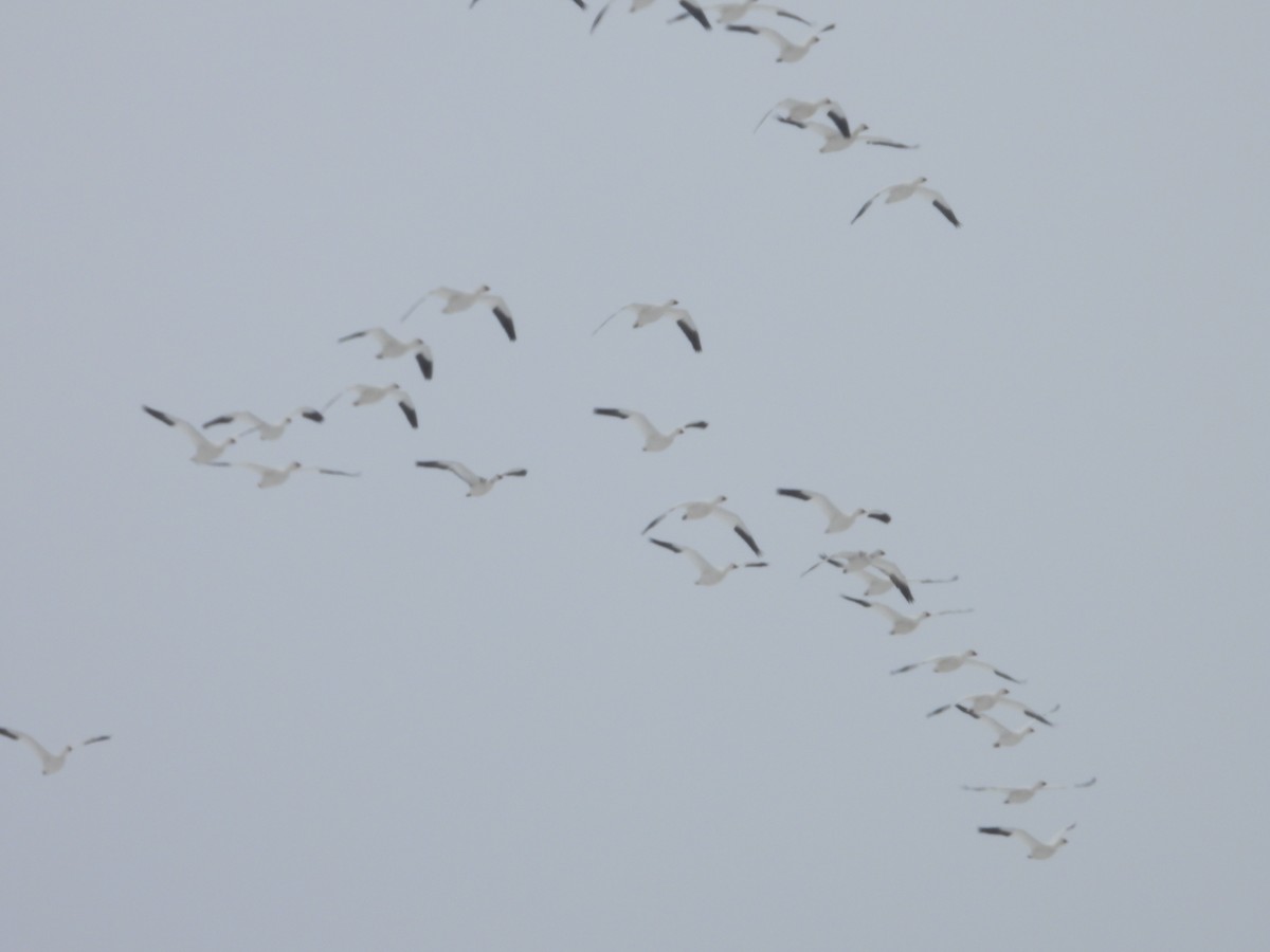 Snow Goose - ML615640859