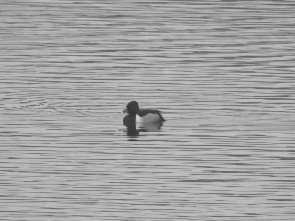 Ring-necked Duck - Denis Provencher COHL