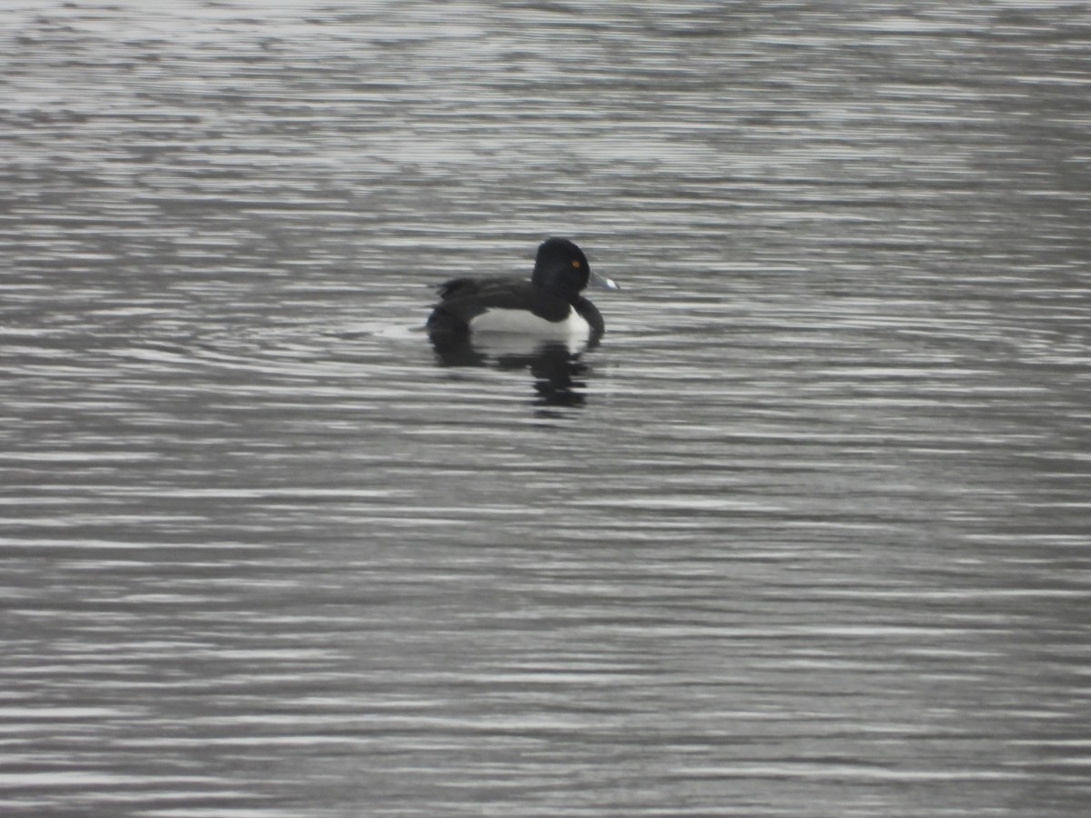 Ring-necked Duck - ML615640878