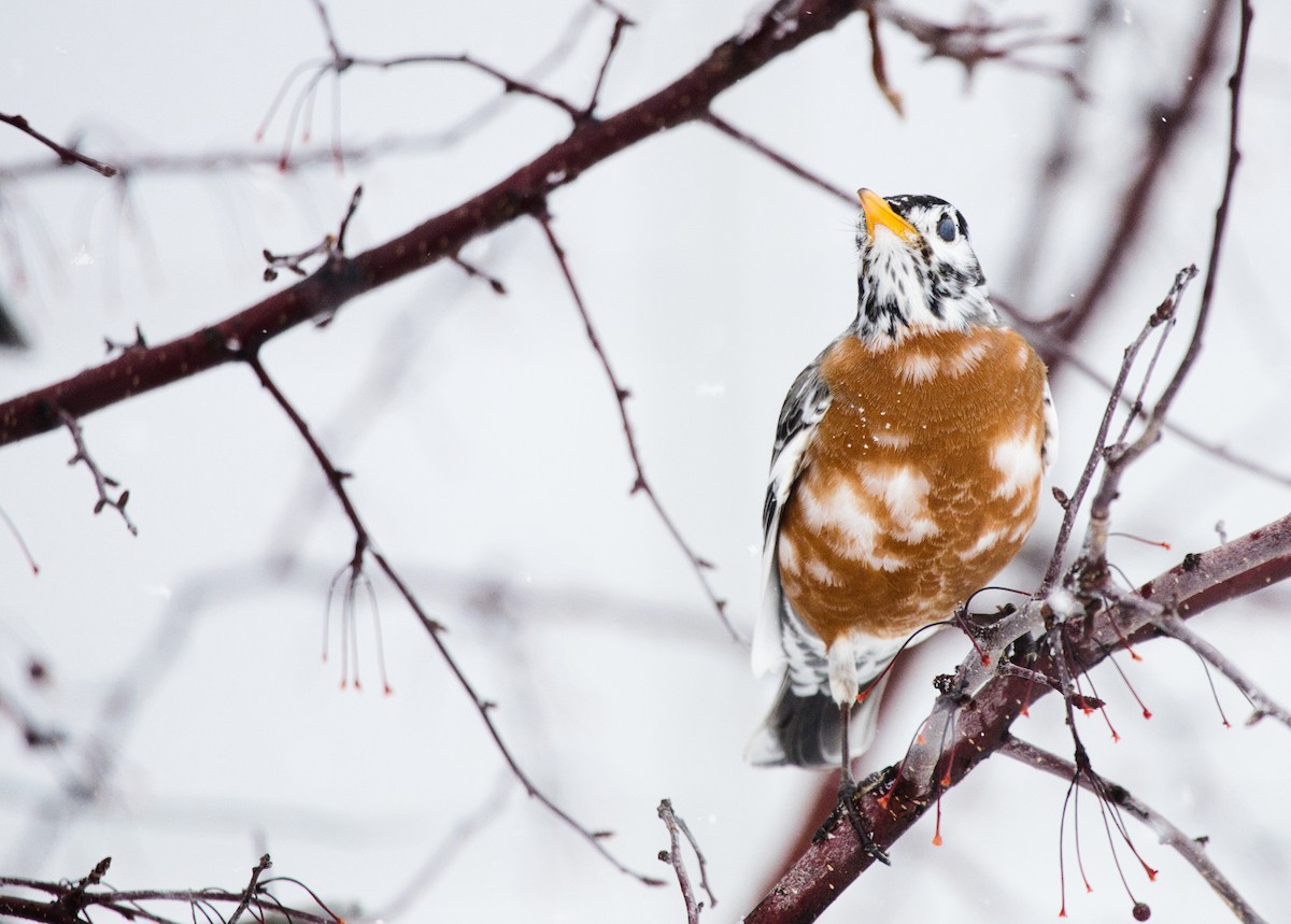 American Robin - Michael Guthrie