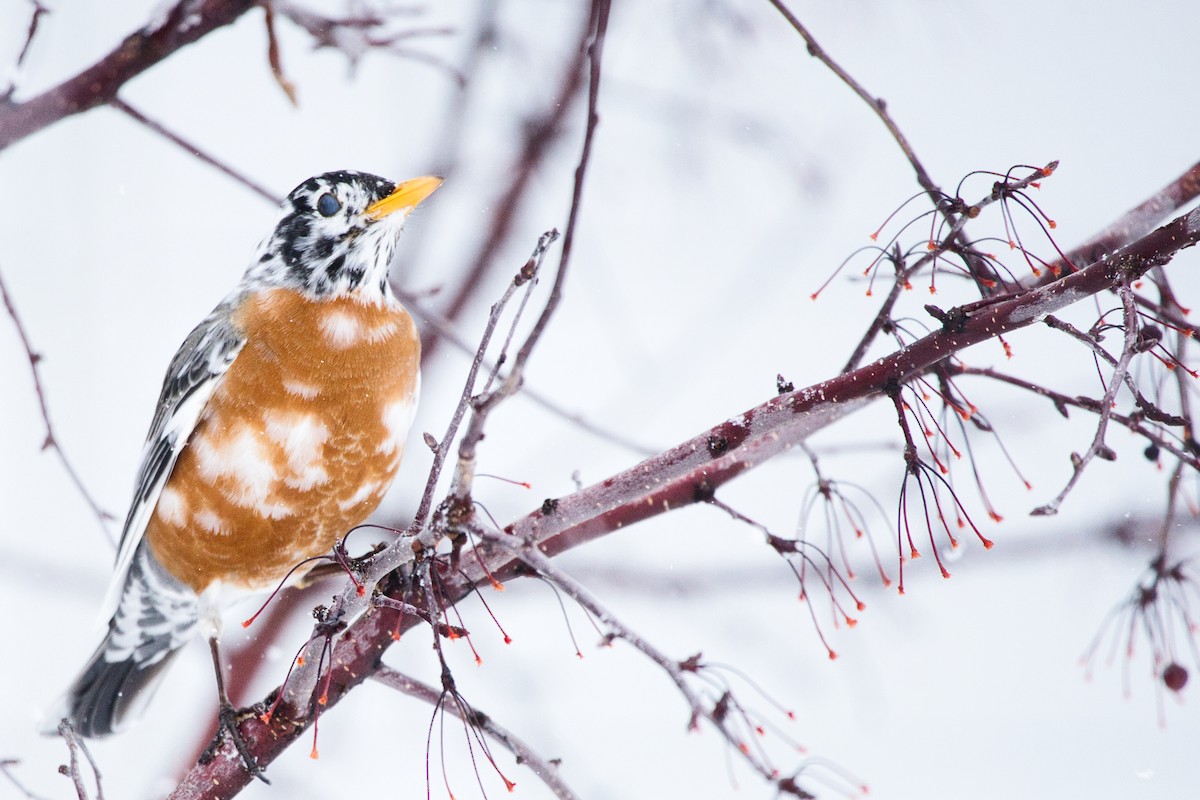 American Robin - Michael Guthrie