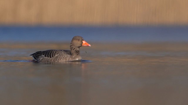 Graylag Goose - ML615640957